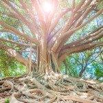 Ancient Indian Wisdom and Contemporary Challenges